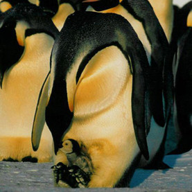 Father Nature: 8 Great, Super-Dedicated Animal Dads