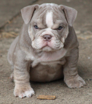 English Bulldog Puppy for sale from reputable breeders