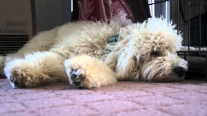 standard goldendoodle aslan goldendoodle jpg