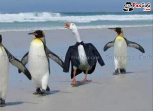 Funny Penguin Duck Humorous Picture and This Funny Duck Wear Black ...