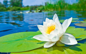 Water lily hd Wallpapers Pictures Photos Images