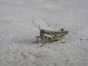 Cricket Insect