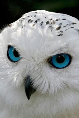 Owl with beautiful eyes
