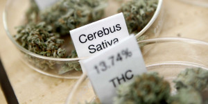 dr-sanjay-gupta-heres-why-you-cant-get-the-medical-benefits-of-weed ...