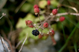Blackberry Bush Image