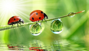 Those who dwell among the beauties and mysteries of the earth are ...