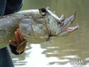 ago quote 12 iluvpawn fabulous tips keep em coming 4 years ago quote ...