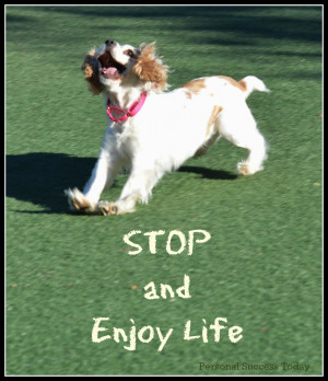 dog-success-quote-enjoy-life