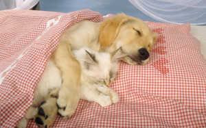 dog-and-cat-sleeping-together-145.jpg