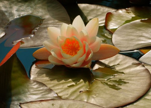 ... here: Home > Shop > Products > White water lily (quote on the front