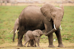 Mom and baby elephants holding ‘hands’ or trunks. “Mother, the ...
