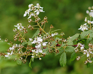 Blackberry Oregon Thornless