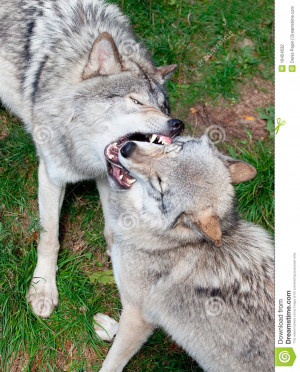 Two gray wolves are fighting for their dominance.