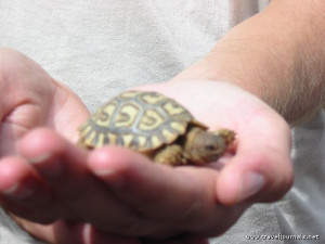 guardian review summertime