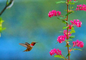 Jane Austen, Pride and Prejudice