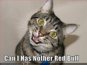 funny photos of cats. funny pictures red bull cat