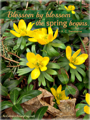 Spring Quote :: Yellow Winter Aconites :: AnExtraordinaryDay.net