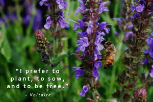 Garden Quotes for Gardening Journals, Scrapbooking, or Seed Swaps