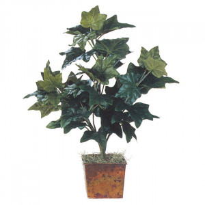 indoor ivy plants