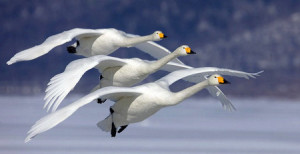 Can't Keep Up? See What Geese Can Show You About Good Team Work450