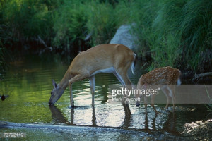 ... ), doe drinking with fawn in river, North America : Stock Photo