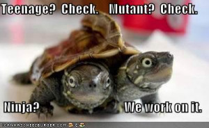 Cats, Dogs and other Turtles – Cute or Funny?