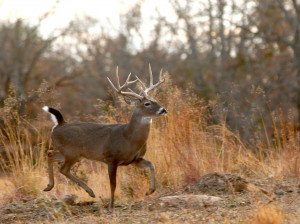 Whitetail Deer Hunting Quotes Whitetails are just one of