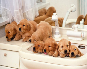 Beautiful Puppies in the Bathroom HD Wallpapers