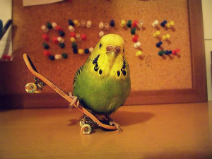 Parrot Funny Skateboarding