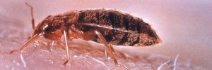 Claim: Schoolkids are smoking and injecting crushed bedbugs to get ...