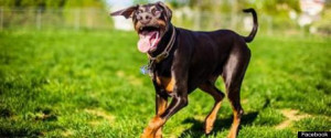 Misfit, The Blind Doberman, Is Our Monday Miracle (PHOTOS)