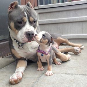 pit bull and pit baby