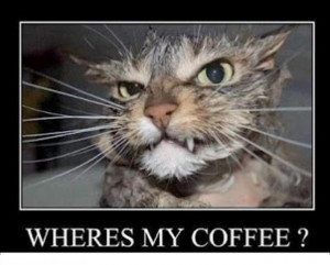 ... , Mondays Mornings, Coffee, Funny Stuff, Funny Quotes, Kitty, Animal
