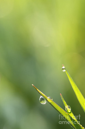 Morning Dew Photograph Jan