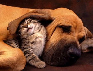 kitten cuddling under dog's ear