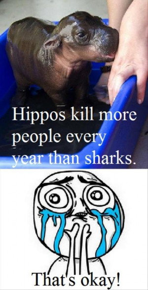 funny hippo