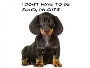 10 Pros & Cons Of Owning A Dachshund