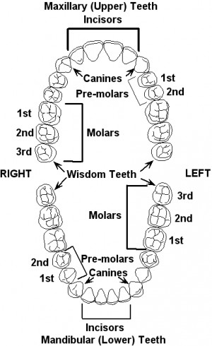 Teeth Diagram Labeled