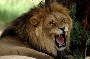 some intresting facts about lions lion is one of the four big cats it ...