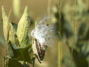 common milkweed seed