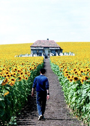 Amazing....to live in that home surrounded by sunflowers
