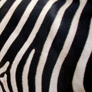 Zebra Stripes...