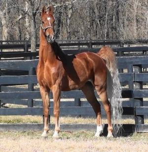 Saddlebred Horses For Sale