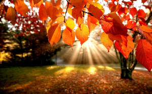 Fall Leaves Wallpapers for Desktop - HD Wallpapers