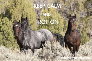 Keep Calm and Trot On