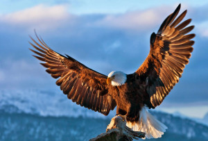 Cute Eagle Birds Images Free Download || BALD Eagle WallPapers Free ...