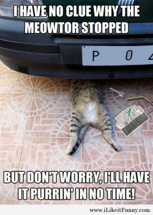 Funny animals and funny pictures with saying and quotes