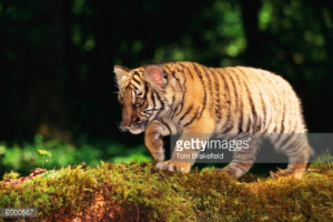 ... Tiger Cubs and check another quotes beside these Indochinese Tiger