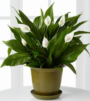 study to find the best air filtering plants to use for cleaning ...