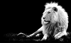 Beautiful Black And White Photography Of Animals
